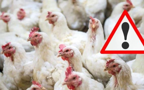 OMS confirma primer caso de gripe aviar H5N1 en Australia