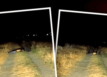 Viralizan aterrador video de extraña criatura en México; piden a Jaime Maussan confirmar