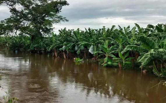Pérdida de café y otros cultivos de frutas en el sureste de México por inundaciones