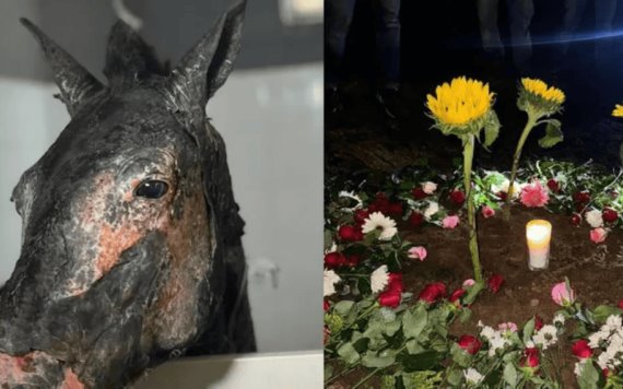 Muere Fénix, caballo rescatado de un incendio forestal; activistas lo despiden con emotiva ceremonia