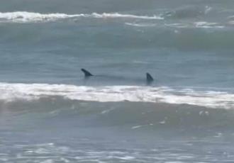 Ataque de tiburón deja al menos cuatro heridos en Texas