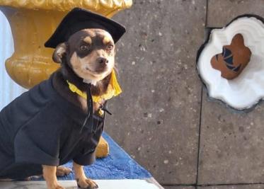 ¡Con toga y birrete! Perrito callejero que se graduó del Cecyteg en Guanajuato