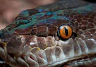 Hombre en India mata a mordidas a serpiente que lo atacó mientras dormía
