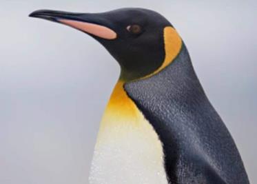 Captan pingüino caminando por las calles de Argentina