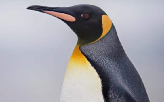 Captan pingüino caminando por las calles de Argentina