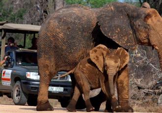 Turista murió aplastado por un elefante; intentó fotografiar su manada en Sudáfrica
