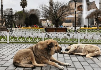¿Sacrificio masivo de perritos callejeros? Esto propone Turquía