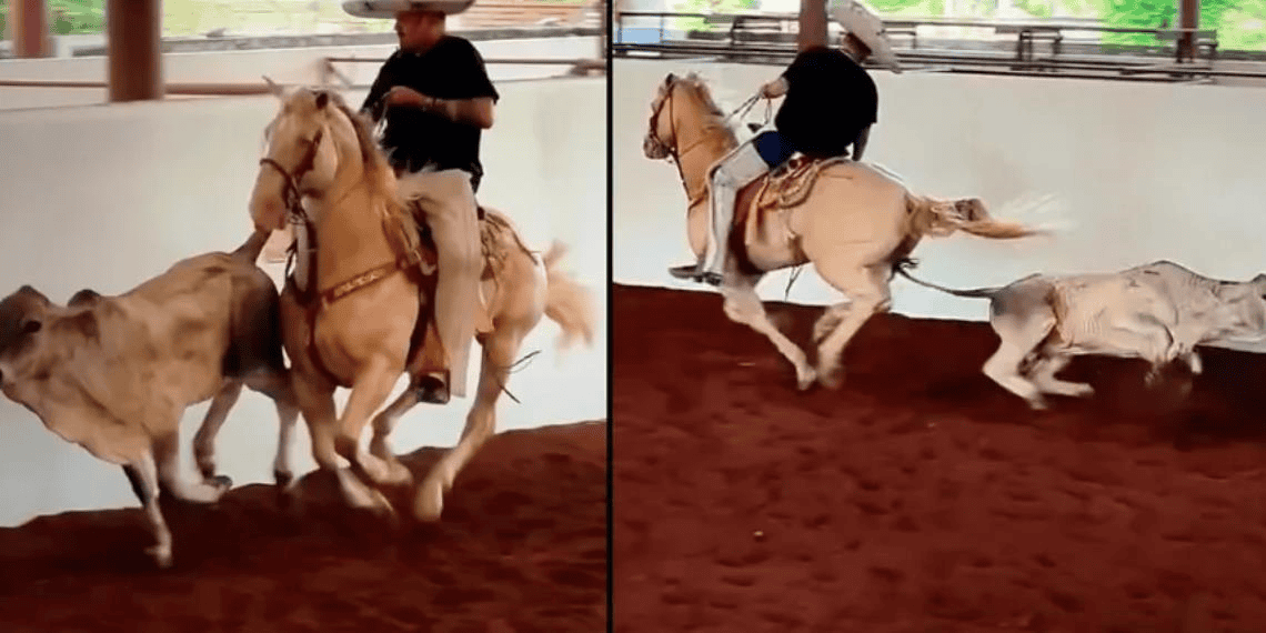 En redes tunden a Pepe Aguilar y a su familia; los acusan de maltrato animal por video lazando vacas