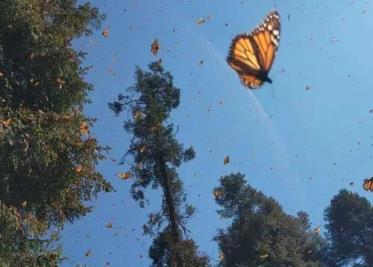 Buscan rescatar la mariposa monarca en Edomex tras disminución en 70% de su población