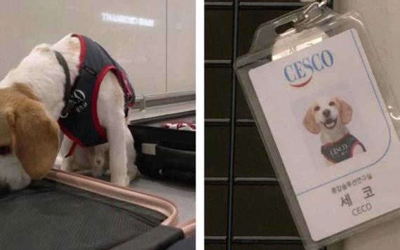 Cesco, el perro surcoreano que busca chinches en atletas que regresan de París 2024