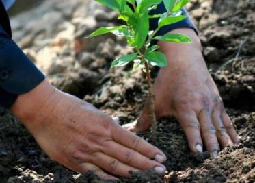 Educa la sociedad. Sembremos perejil y jitomate