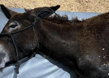 Queman a burrita porque se metió a un terreno en Querétaro