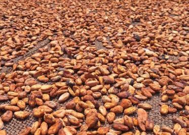 Sacar provecho a crisis del cacao