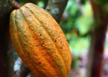 Tabasco: cacao en declive, pero precio en máximo nivel en 70 años