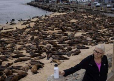 Cientos de leones marinos se apropian de playa en EU