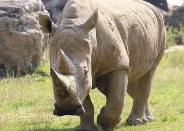 Cae vendedor de cuernos de rinoceronte y colmillos de elefante que usaba Facebook