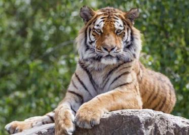 Tigre escapa de la Quinta "La Fauna", en Reynosa; ¡piden no acercarse a él!