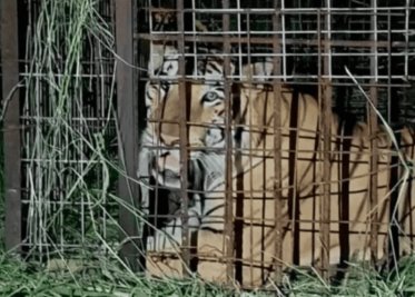 Capturan a tigre que escapó del zoológico Quinta La Fauna, en Reynosa