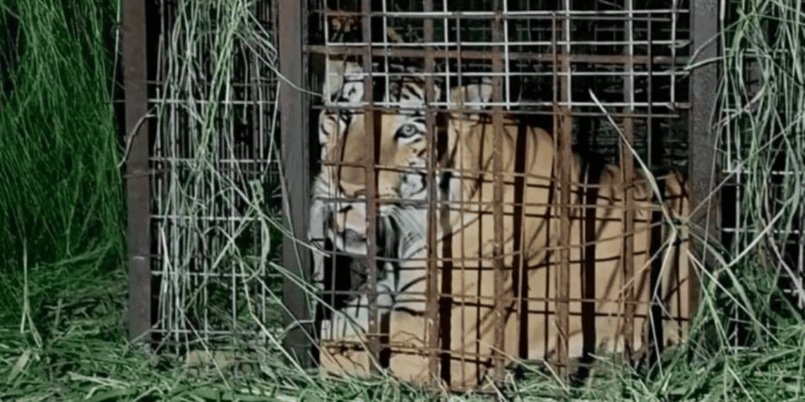 Capturan a tigre que escapó del zoológico Quinta La Fauna, en Reynosa