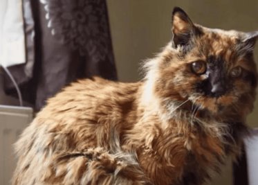 Rosie, la gata más vieja del mundo, muere a los 33 años