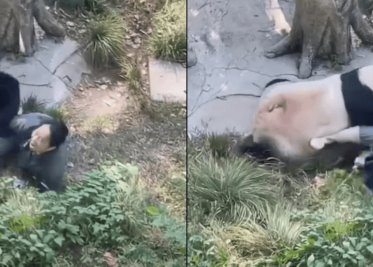 Cuidadora lastima a panda en zoológico de China; animal se lanzó contra ella