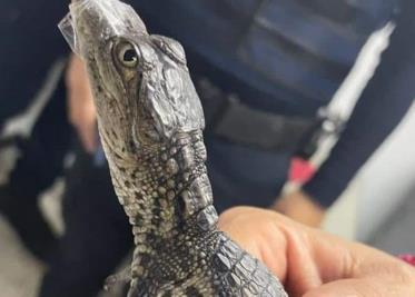 Captan cocodrilitos caminando en Metro de la CDMX