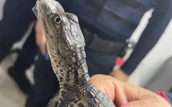 Captan cocodrilitos caminando en Metro de la CDMX