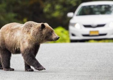 Graban a oso abriendo y subiéndose a un auto