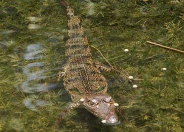 Onda tropical No. 10 recorrerá la península de Yucatán