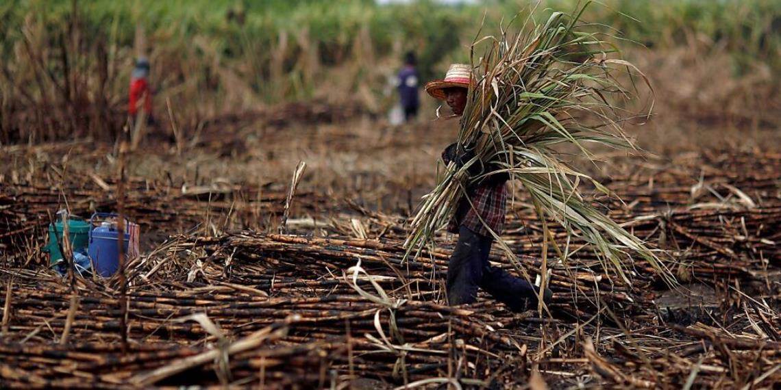 Se desploma producción de alimentos en Tabasco