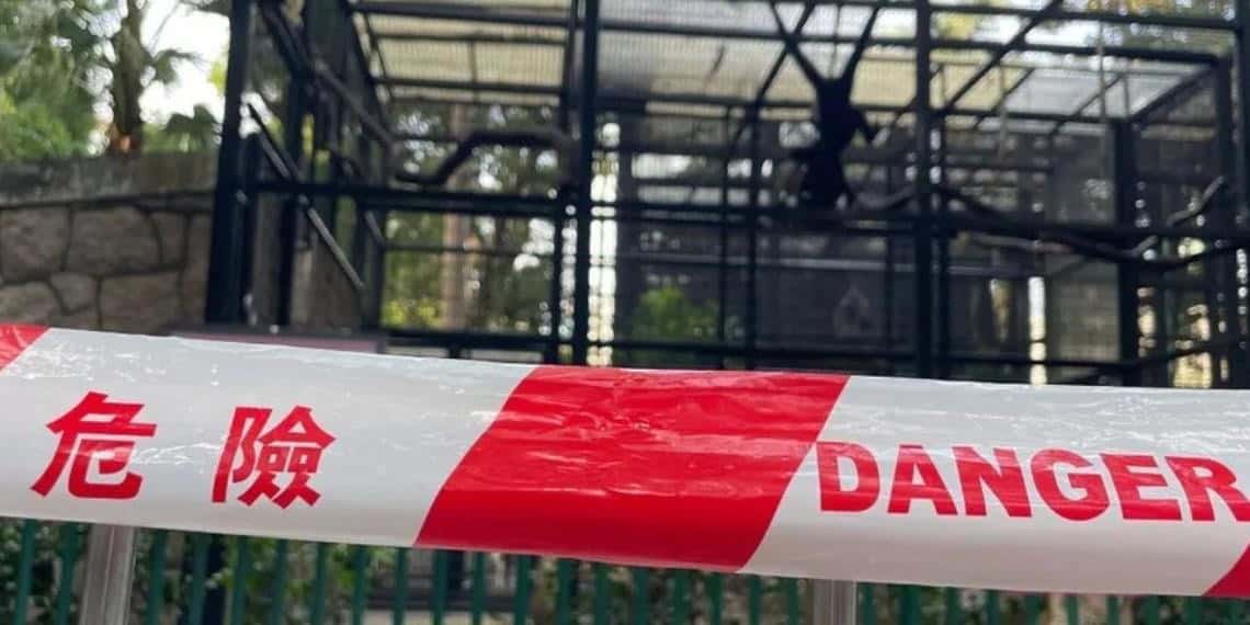 Un zoológico de Hong Kong investiga la muerte de 9 monos en dos días